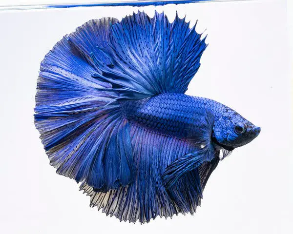 The Beauty of Blue Male Betta Fish