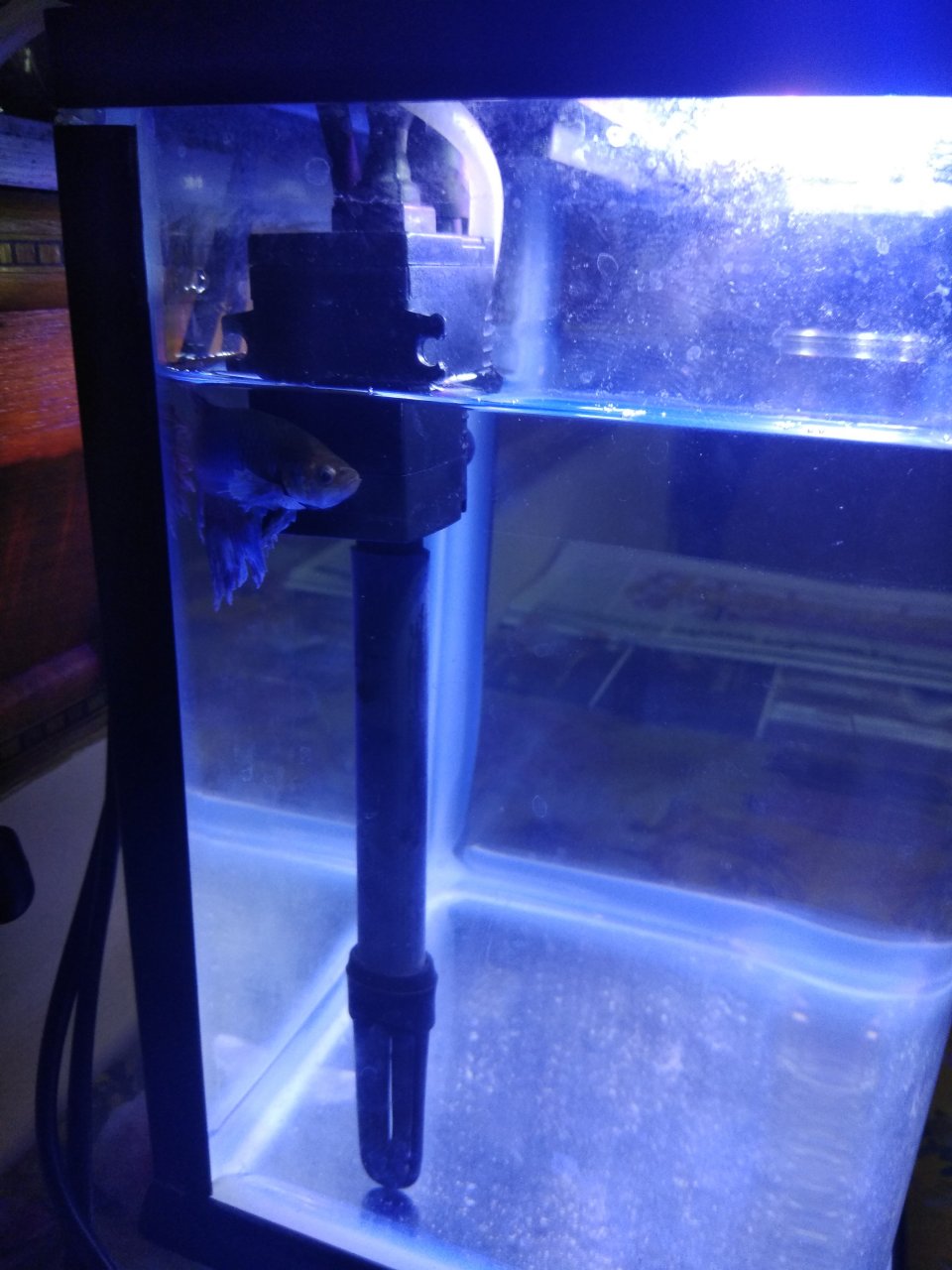 Dealing with Betta Fish That Constantly Hides Behind the Filter 2