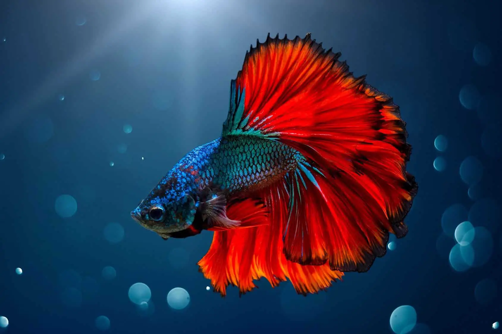 The Top 10 Most Badass Names for Male Betta Fish 2