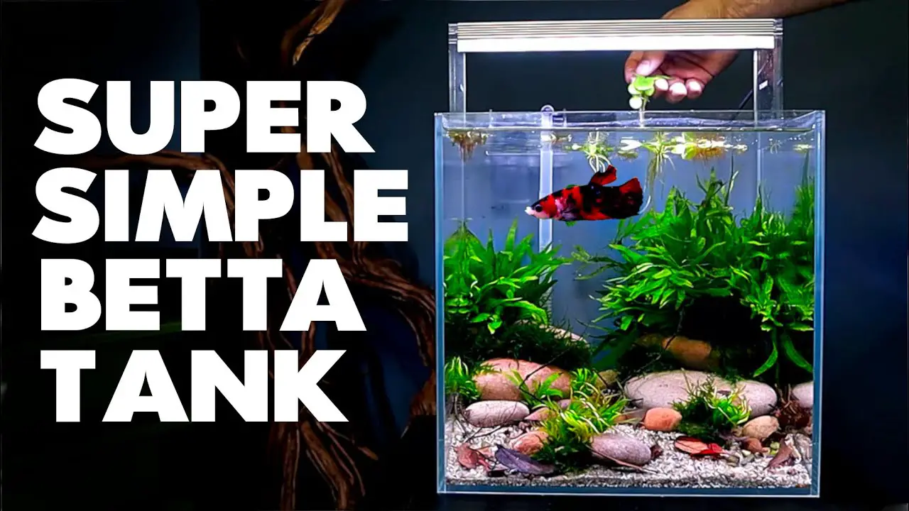 Creating a Stunning Planted Cube Aquarium: Tips and Tricks 2