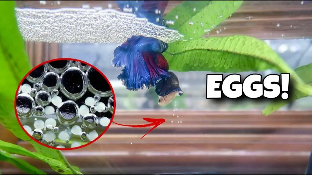 How Long Does It Take for Female Bettas to Lay Eggs? Ultimate Guide Betta Fish World