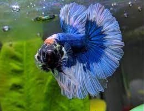 Dealing with Betta Fish Gills Out