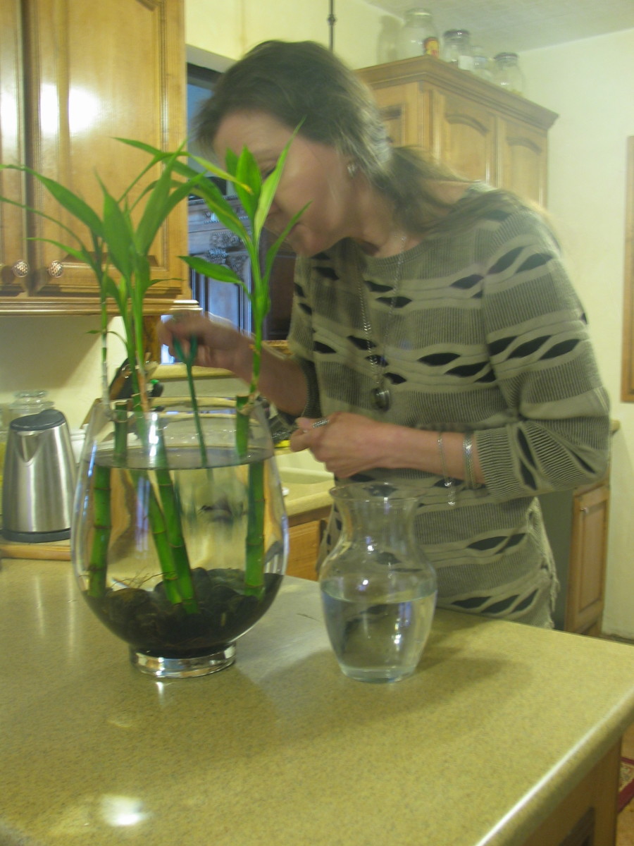 Incorporating Bamboo Vases in Your Betta Fish Tank 2