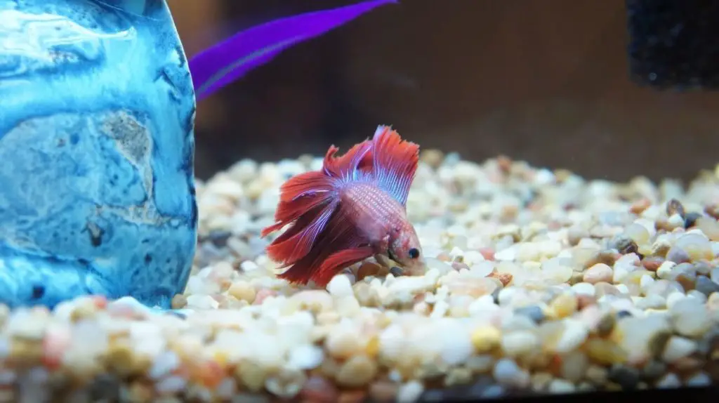 Dealing with Betta Fish That Keep Sinking to the Bottom