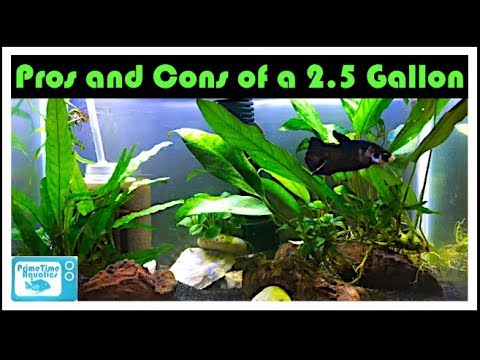 The Pros and Cons of a 2.5 Gallon Betta Fish Tank