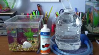 How Often Do You Change Betta Fish Water? 2