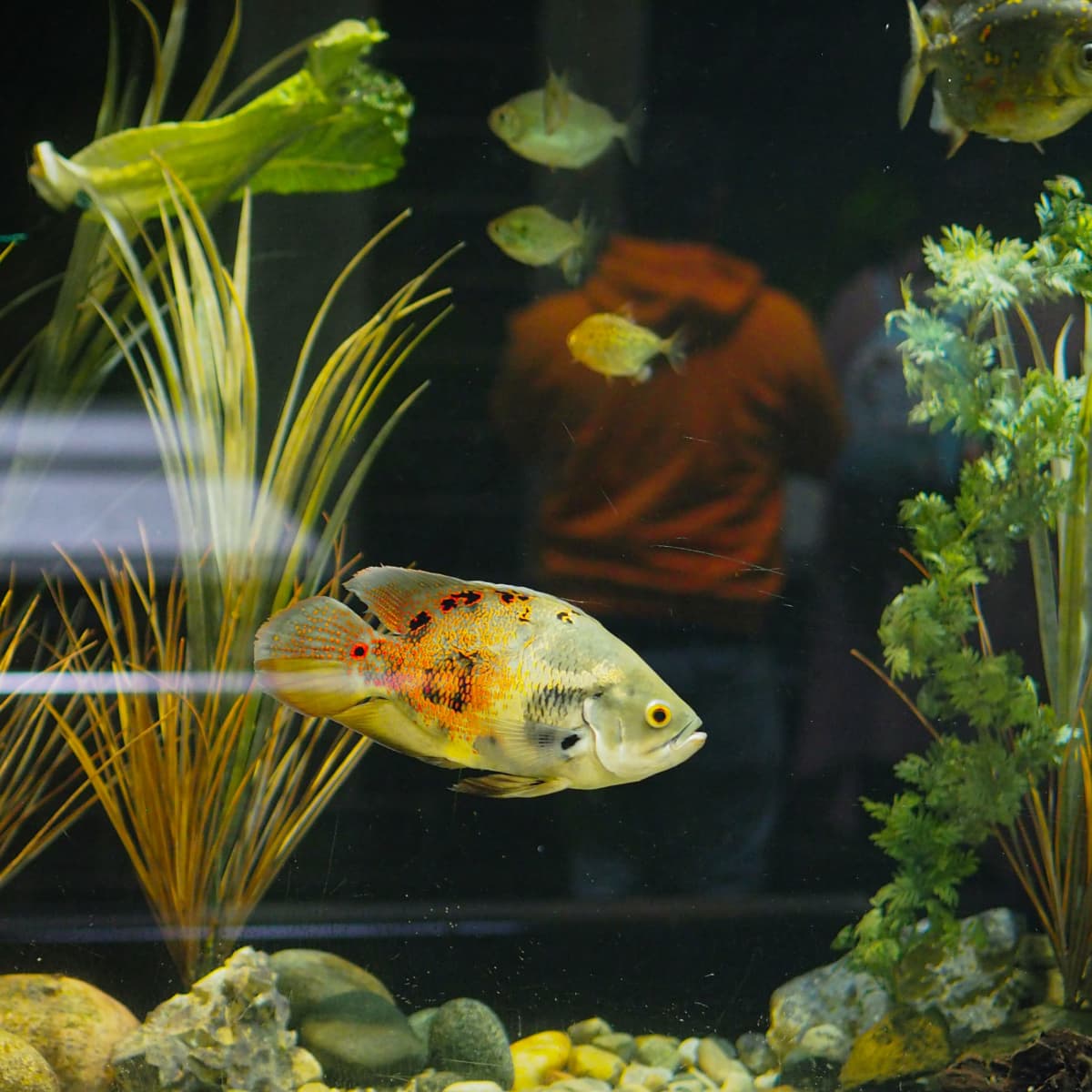 Pros and Cons of Using Live Plants in Your Aquarium 2