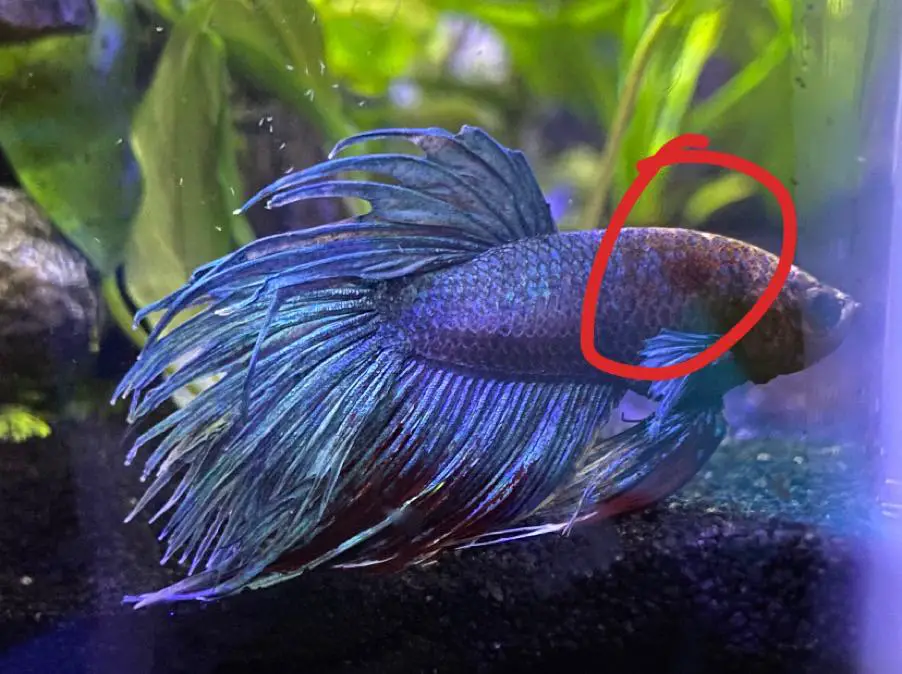 Common Reasons Why Betta Fish Develop Brown Spots 2