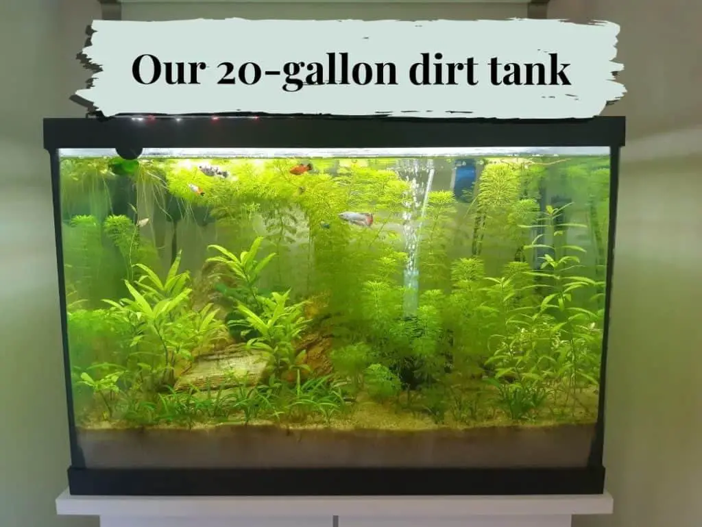 Can You Use Organic Potting Soil in Your Aquarium? 2
