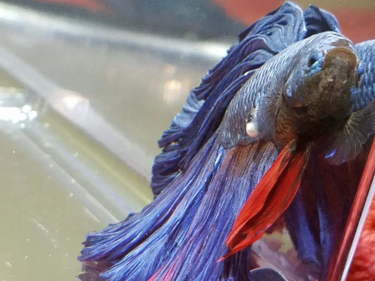 First Aid for Injured Betta Fish 2