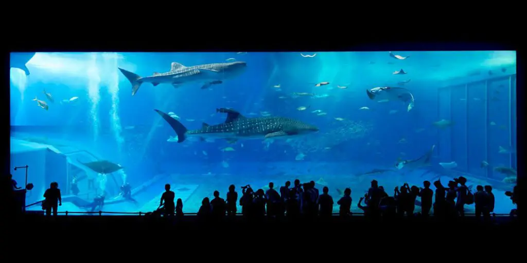 Are Aquariums Ethical? 2