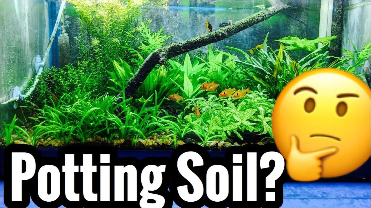 Can You Use Potting Soil in Your Aquarium? 2
