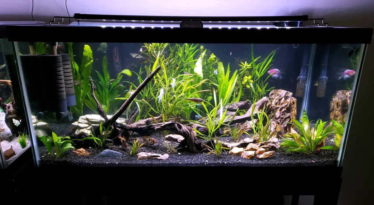 The Benefits of Having a Fish Tank at Home