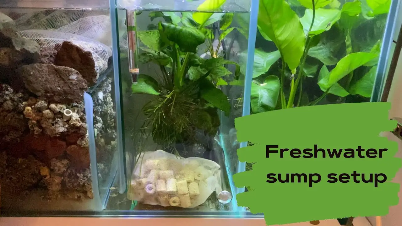 Setting Up a Freshwater Aquarium with a Sump: What You Need to Know 2