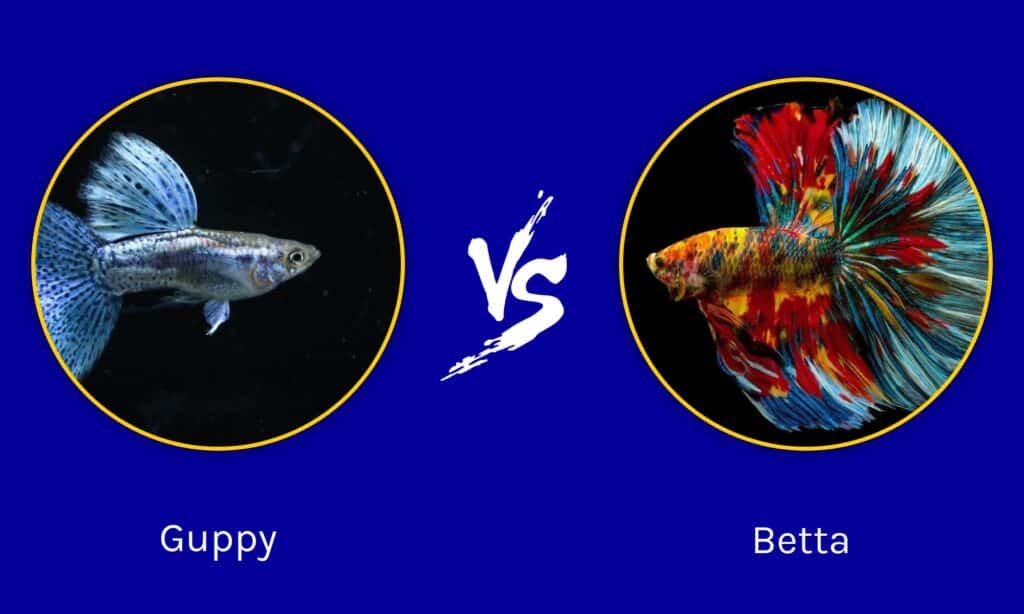 betta fish vs guppy