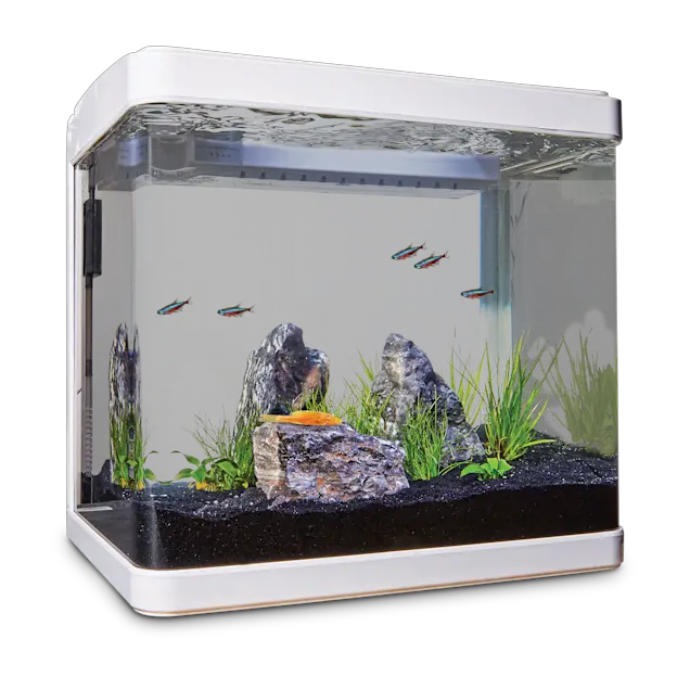 A Review of the Imagitarium 5.2 Gallon Freshwater Aquarium Kit 2