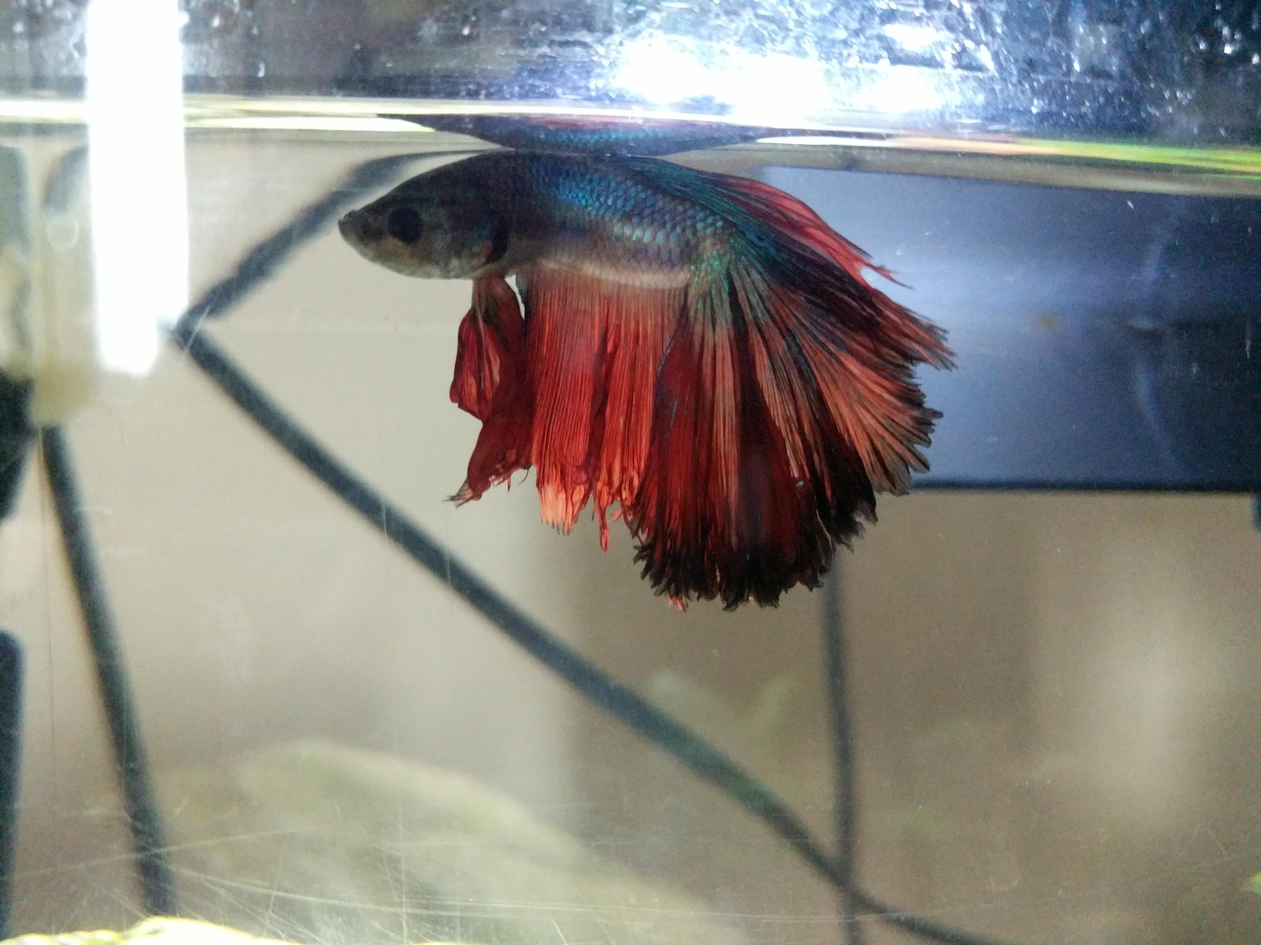 Dealing with Betta Fish That Constantly Hides Behind the Filter