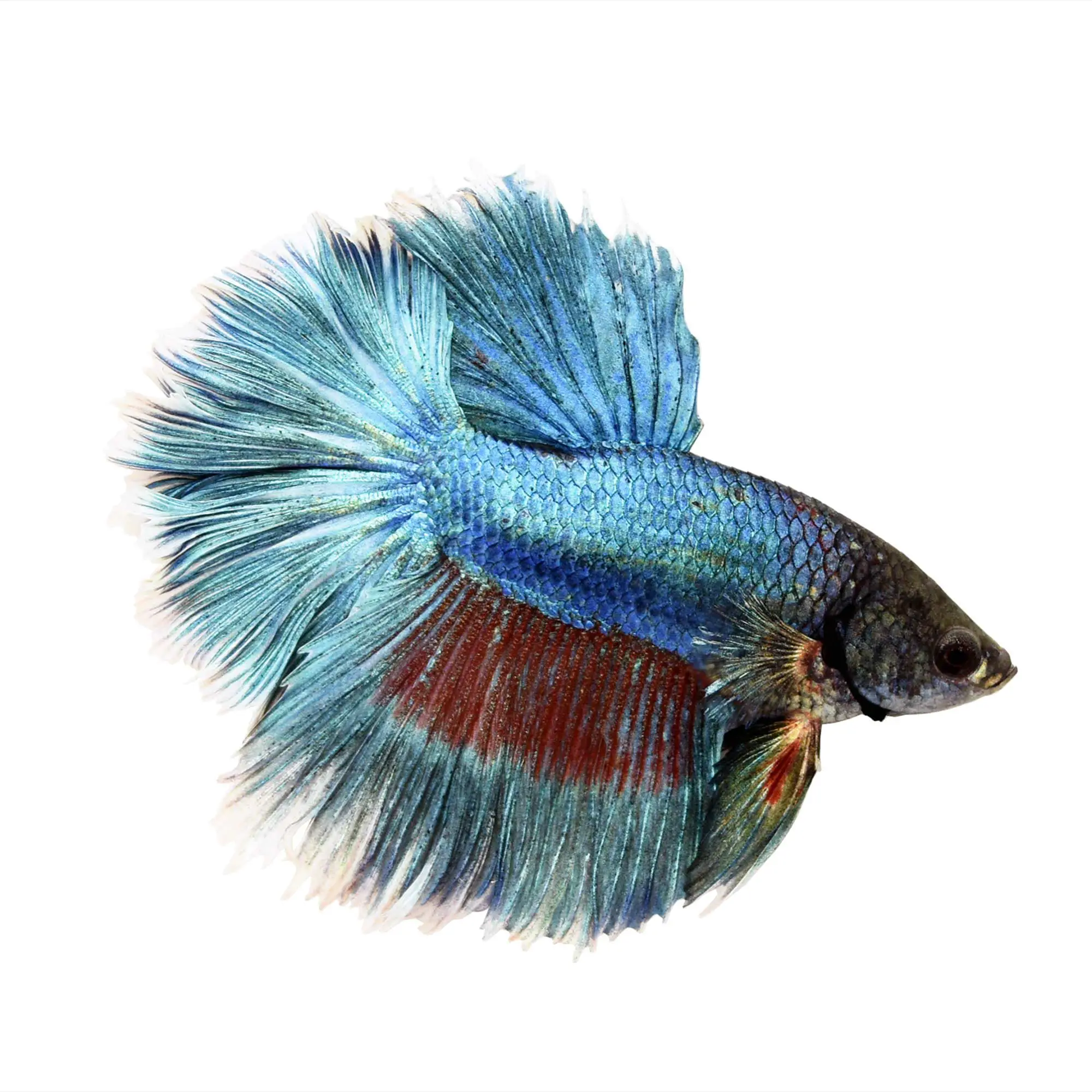 A Look at the Gorgeous Rose Petal Betta Fish