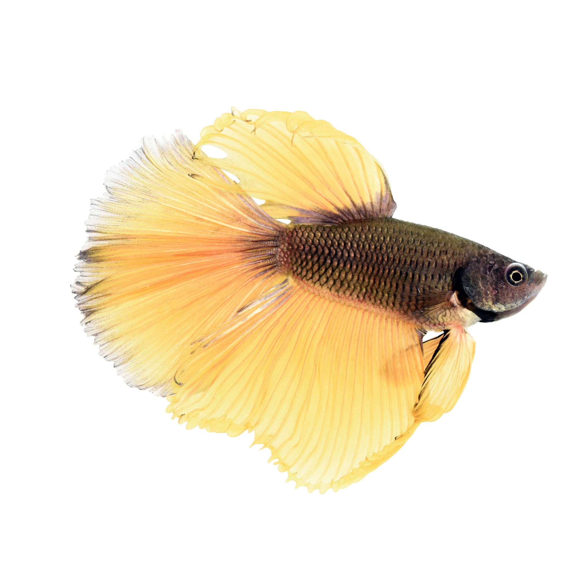 The Adorable and Vibrant Bumblebee Betta Fish