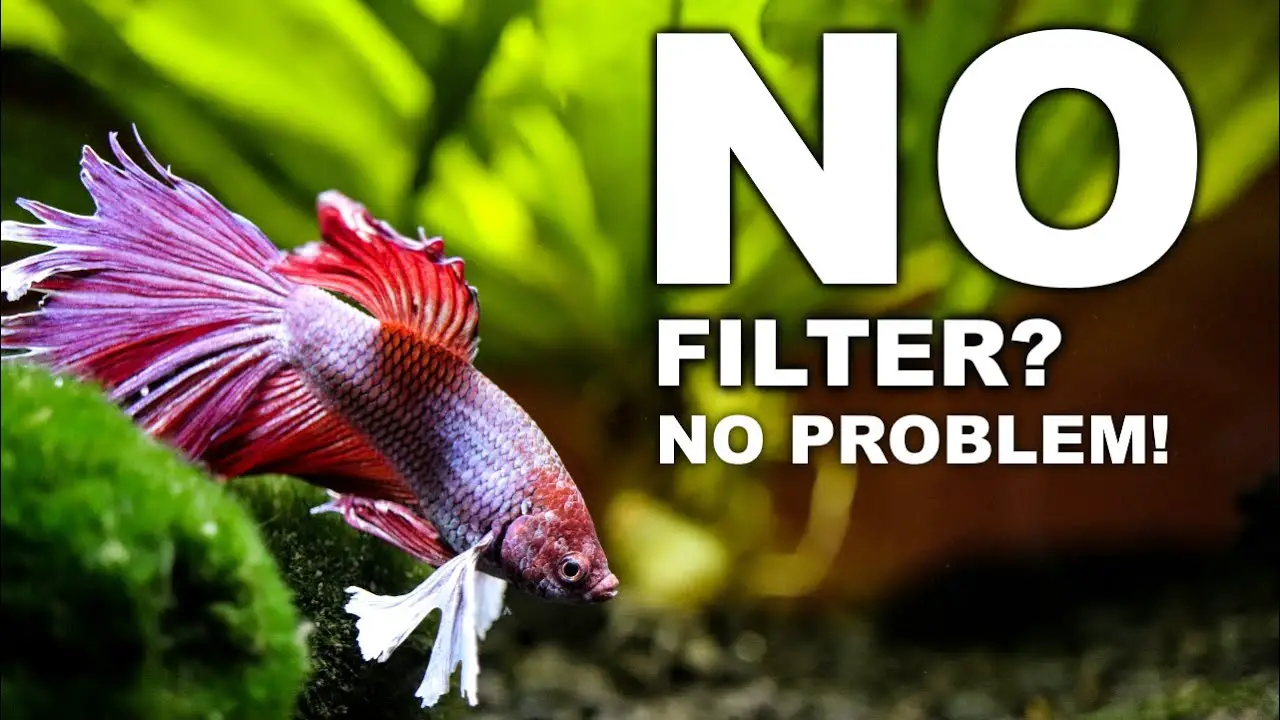 Can a Betta Fish Live Without a Filter? 2