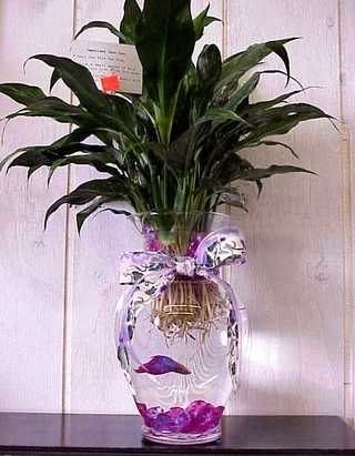 Tips for Creating a Beautiful Betta Fish Vase with a Plant 2