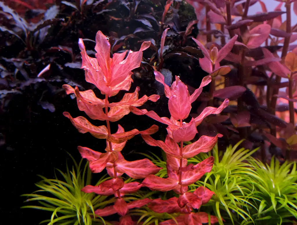 Growing and Propagating Malaysian Red Plants in Your Aquarium 2
