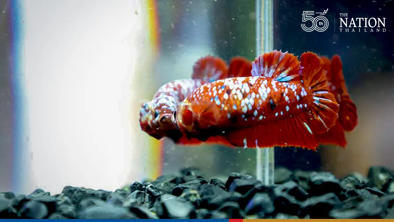 The Fascinating World of Betta Fish in Thailand 2