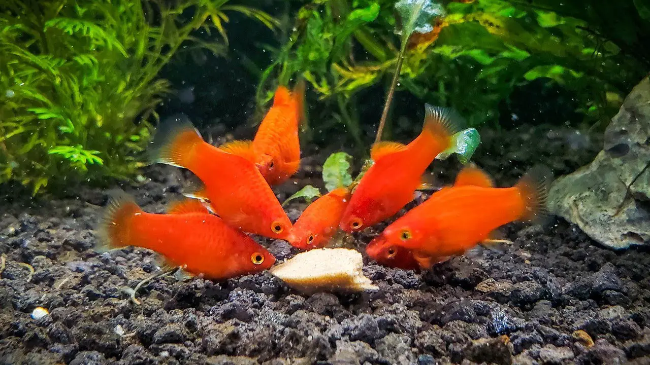 5 Red Freshwater Aquarium Fish for a Striking Underwater Display 2