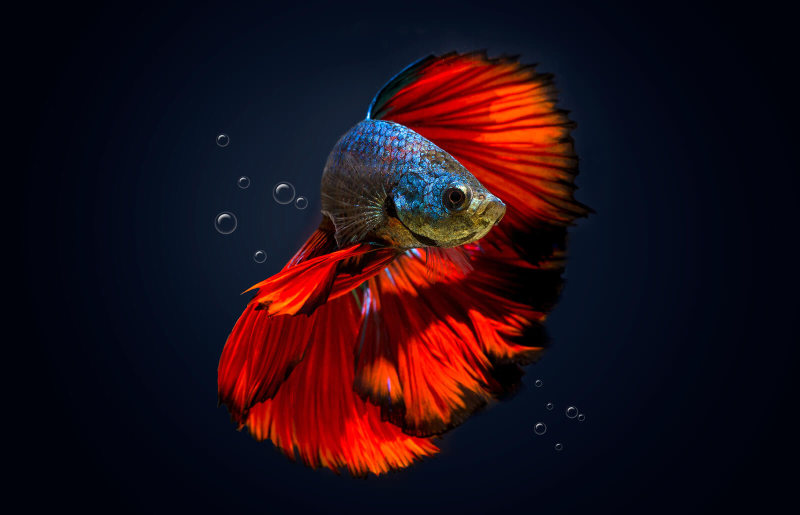 How to Tell if a Betta Fish is Happy? 2