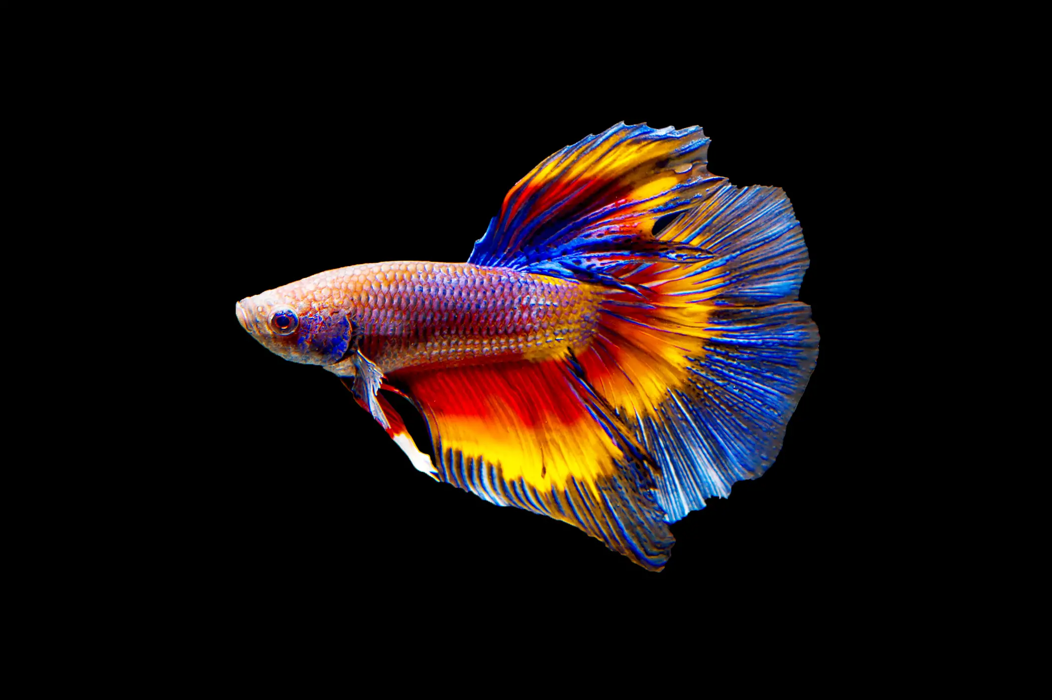 The Unique and Fascinating Fantail Variety Betta Fish