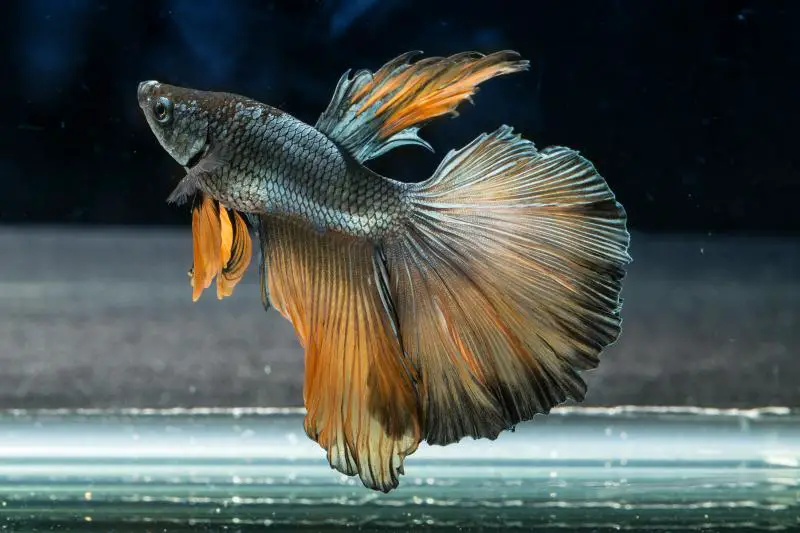 The Unique and Fascinating Fantail Variety Betta Fish 2