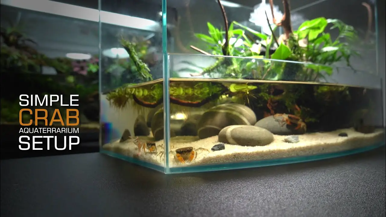 Setting Up a Freshwater Crab Aquarium: A Beginner's Guide 2
