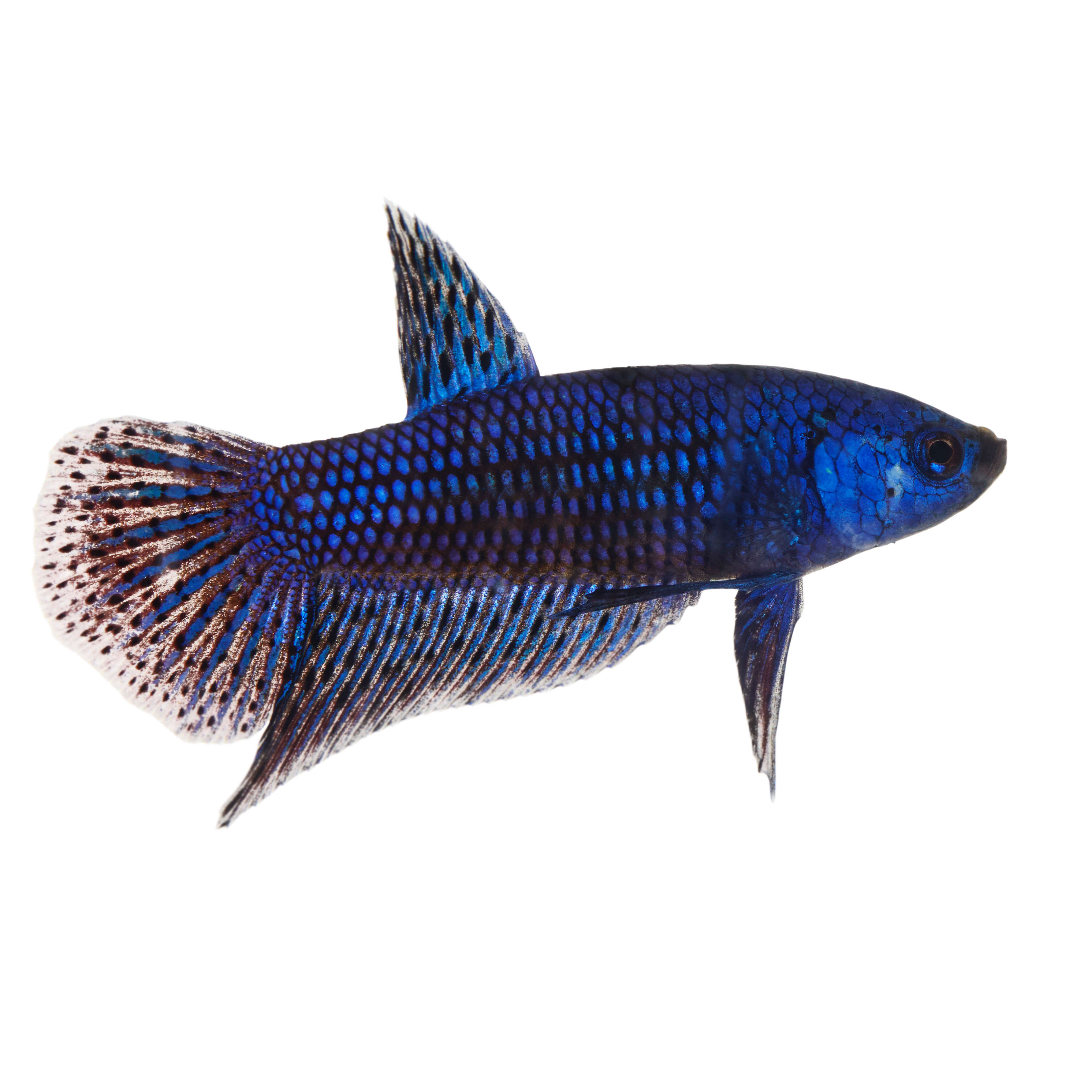 What You Need to Know About Buying Betta Fish at Petco? 2