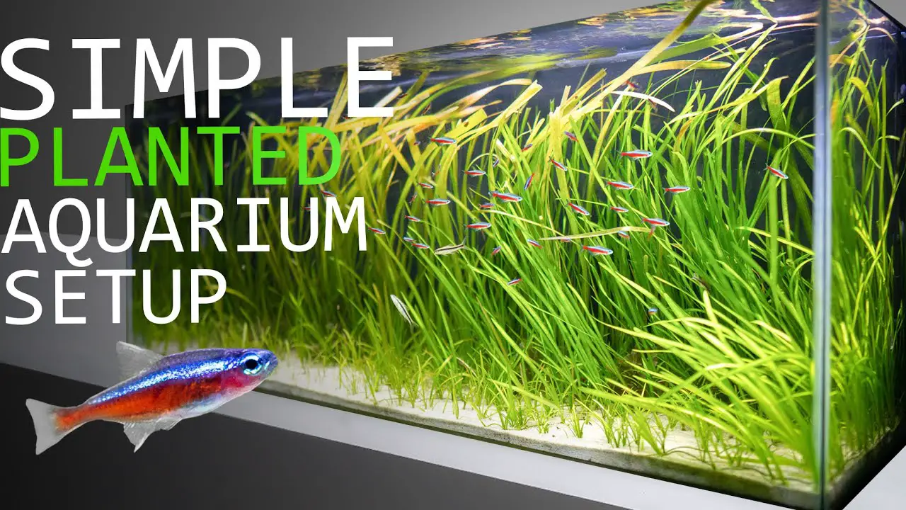 The Ultimate Guide to Maintaining a 55 Gallon Planted Aquarium 2