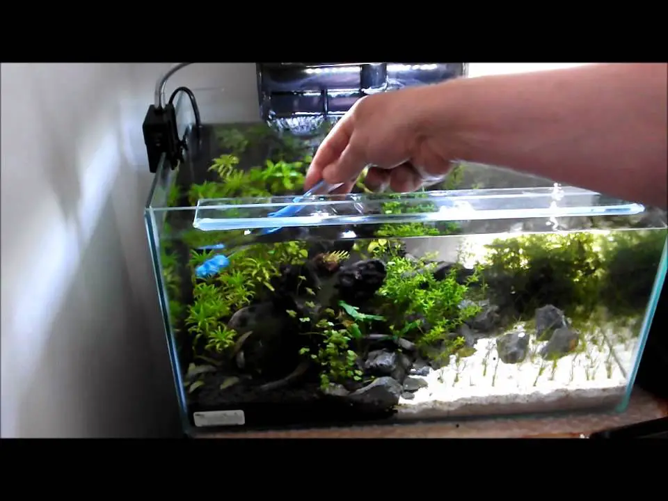 How to Clean Planted Aquarium? 2