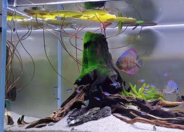How Long Does Aquarium Silicone Take to Dry? 2