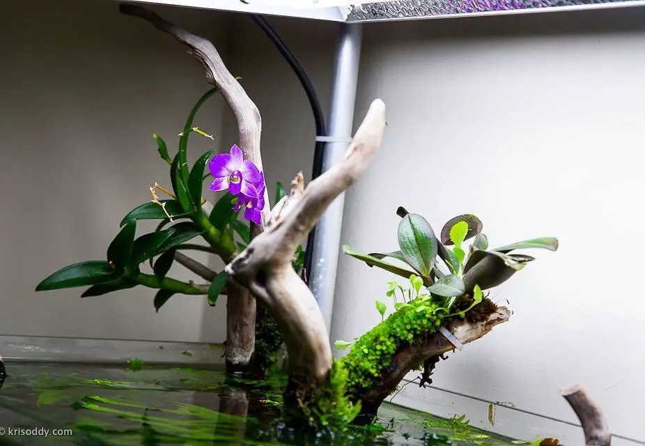 Can You Grow Orchids in Your Aquarium? 2