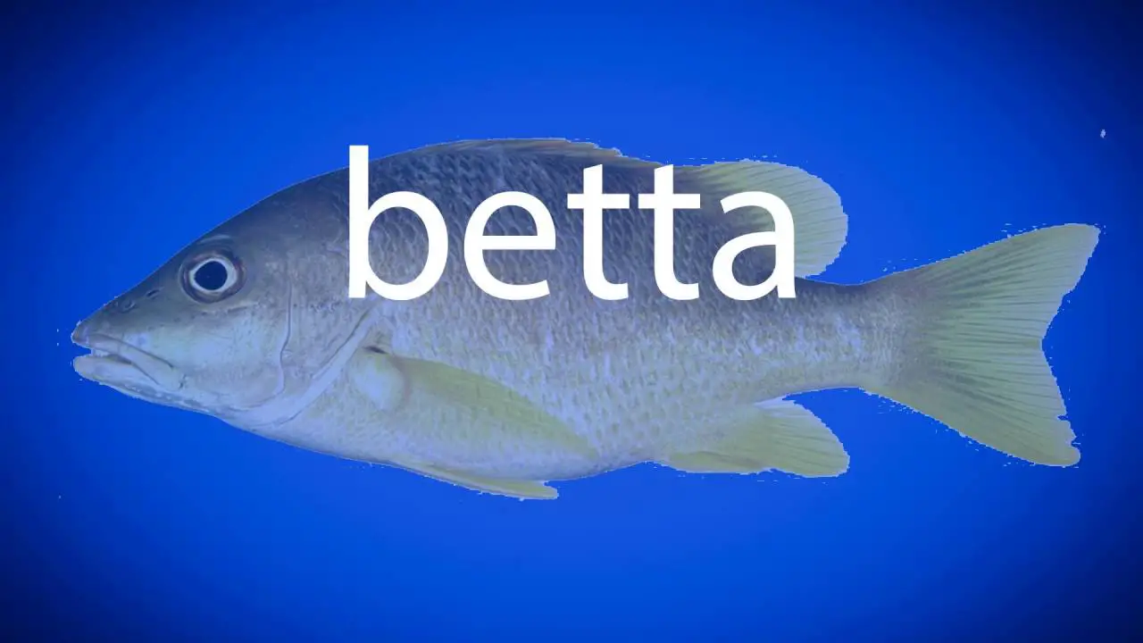 How Do You Pronounce Betta Fish? 2