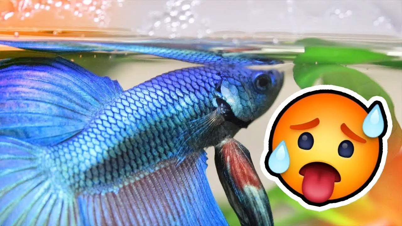 How Hot is Too Hot for Betta Fish?