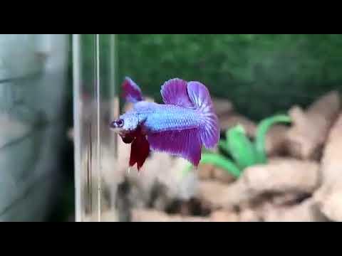 The Alluring Purple Betta Fish 2