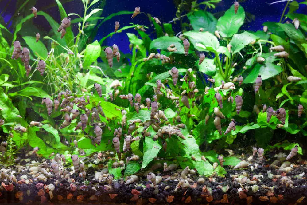 How to Get Rid of Aquarium Snails Humanely? 2
