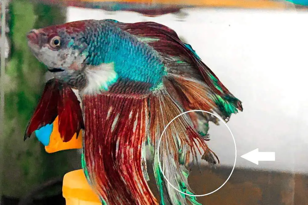 Treating Red Spots on Betta Fish: A Guide
