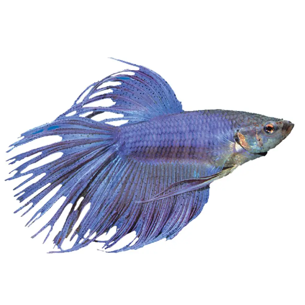How Much is a Betta Fish at Petsmart? 2