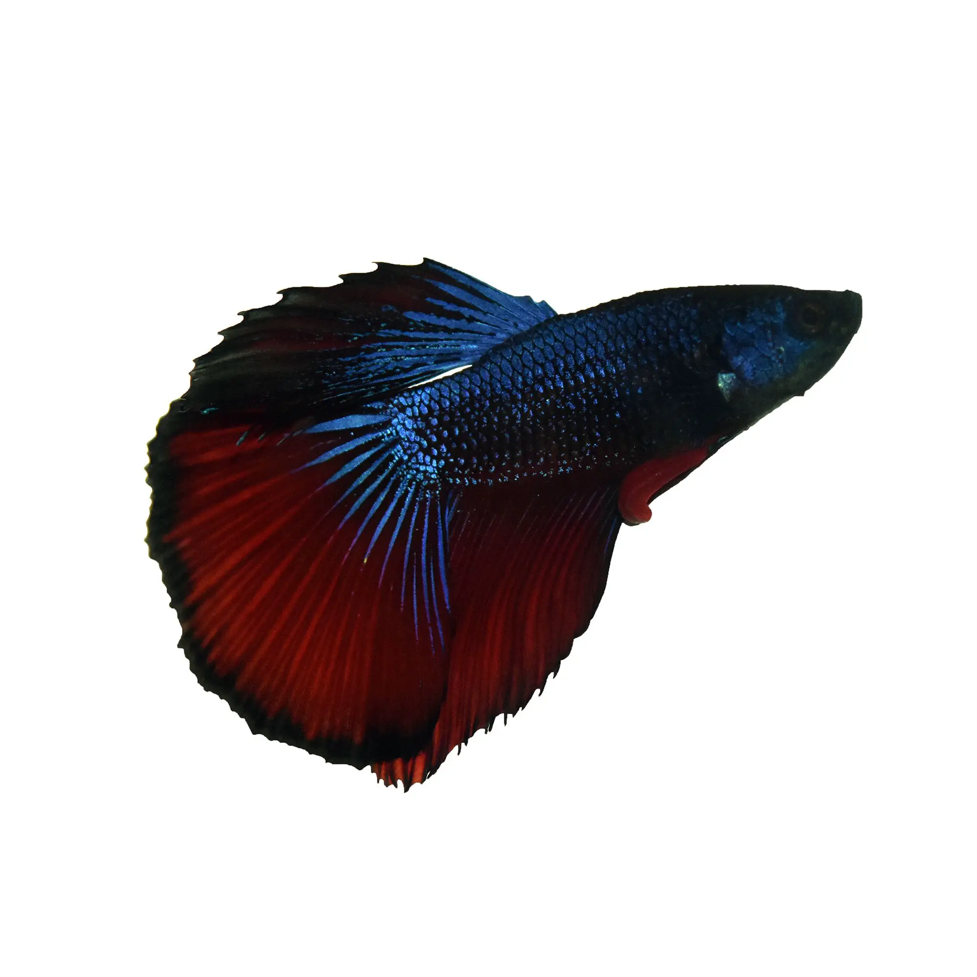 How Old Are Betta Fish at Petsmart? 2