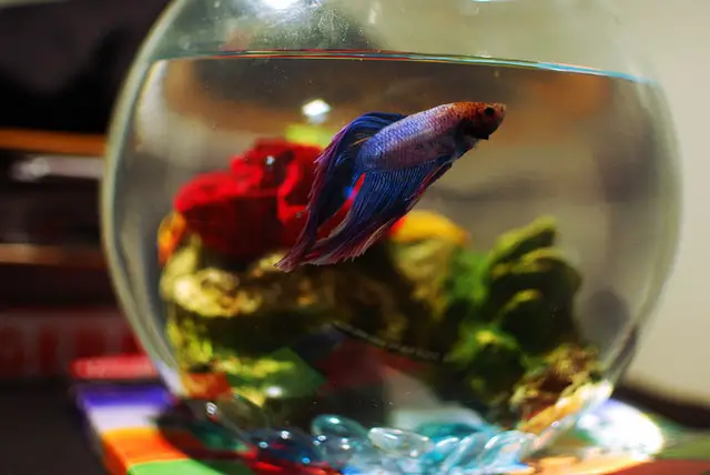 Using Spring Water for Your Betta Fish: Pros and Cons 2