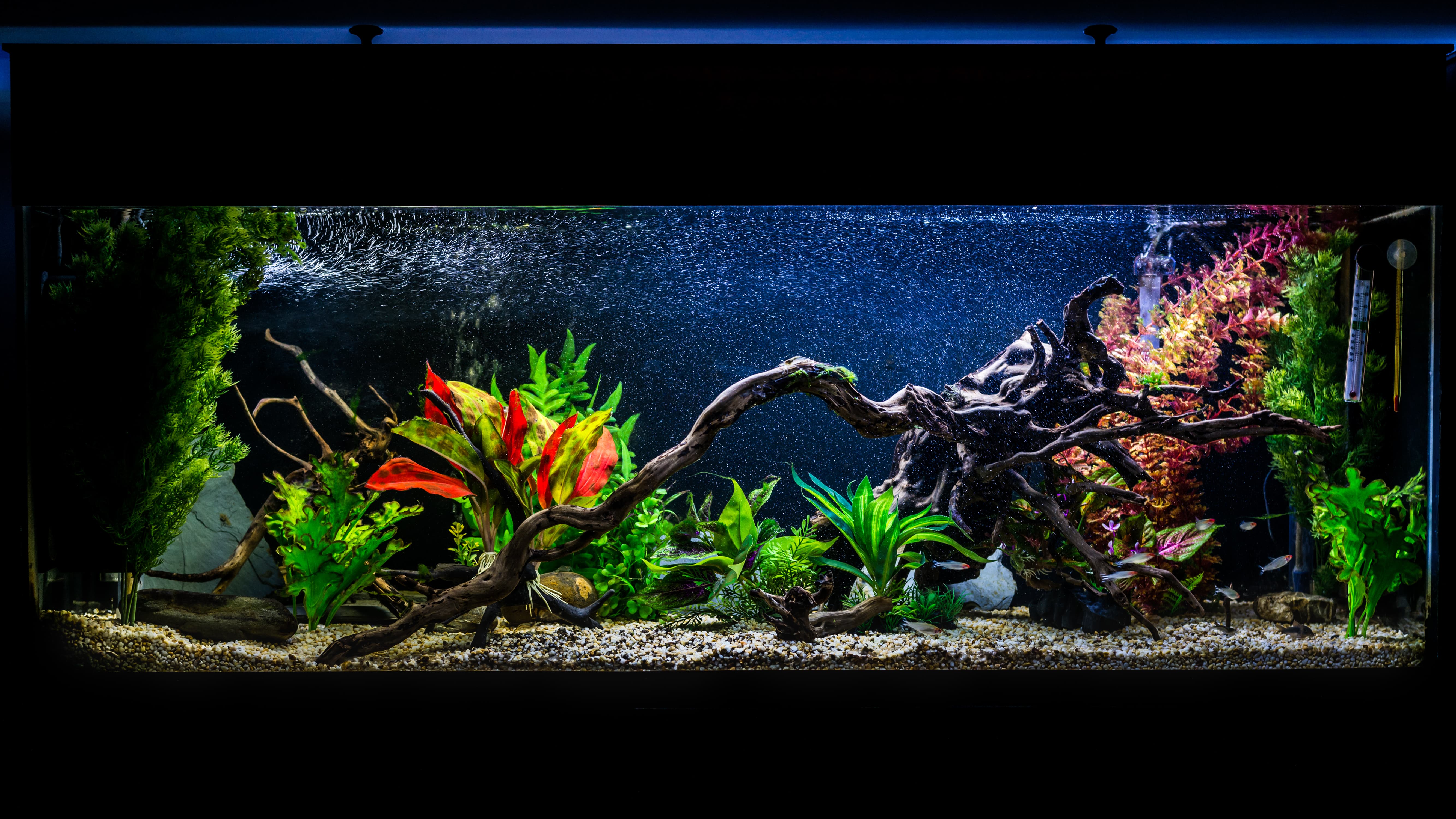 The Ultimate Guide to Maintaining a 55 Gallon Planted Aquarium