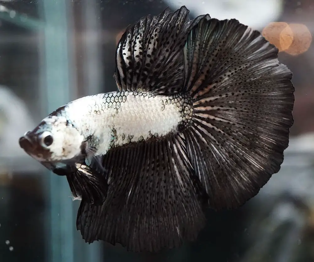 The Bold and Striking Beauty of Black and White Betta Fish 2