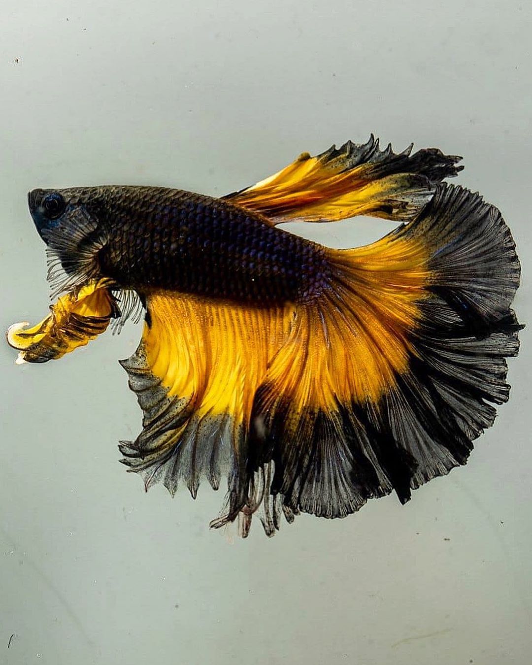 The Adorable and Vibrant Bumblebee Betta Fish 2