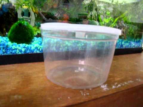 How to Safely Transport a Betta Fish? 2