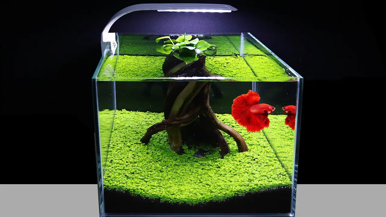 How to Plant Carpet Seeds in an Aquarium With Water? 2